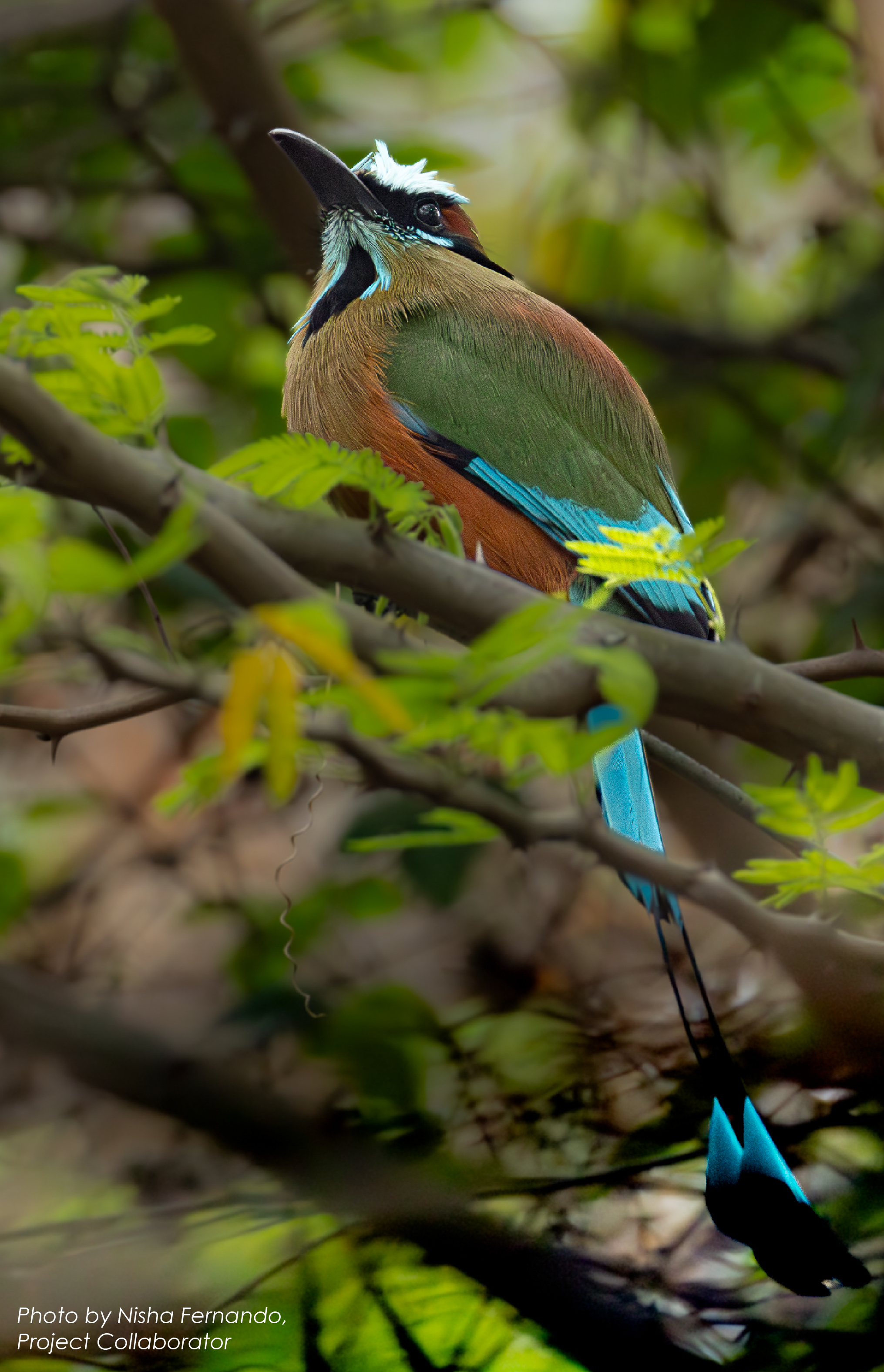 Toh bird